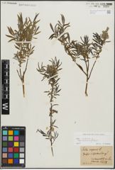 Foto von Salix repens subsp. rosmarinifolia (L.) Andersson